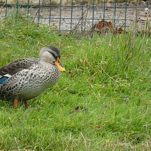 ID? - Noah’s Ark Zoo Farm