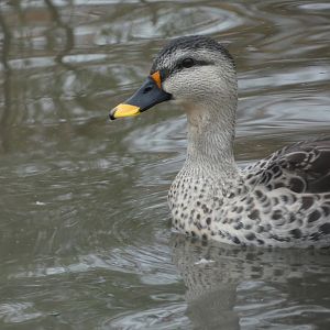 ID? - Noah’s Ark Zoo Farm