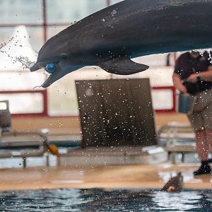 Dolphin Training