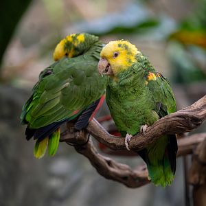 Yellow headed Amazon parrot
