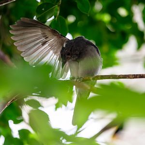 Screaming Piha female