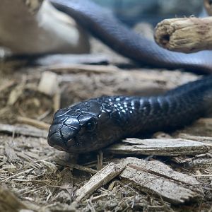 Moroccan Cobra (Naja haje legionis)
