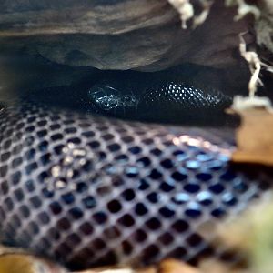 Southern Stiletto Snake (Atractaspis bibronii)