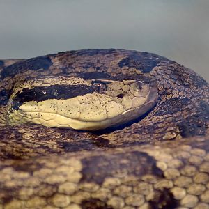 Martinique Lancehead (Bothrops lanceolatus)