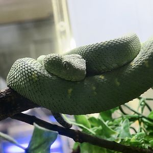 Western Bush Viper (Atheris chlorechis)