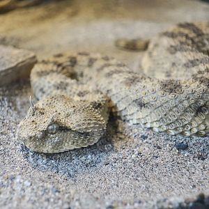 Desert Sand Viper (Cerastes cerastes)