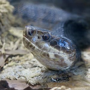 Florida Cottonmouth (Agkistrodon conanti)