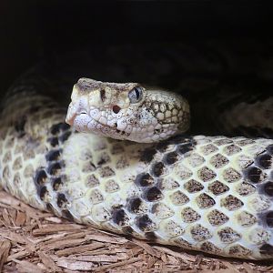 Canebrake Rattlesnake (Crotalus horridus)