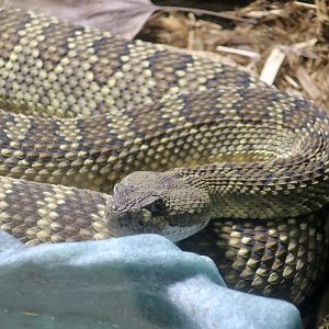 Southern Pacific Rattlesnake (Crotalus helleri)