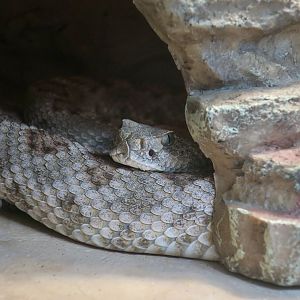 Tortuga Island Rattlesnake (Crotalus tortugensis)