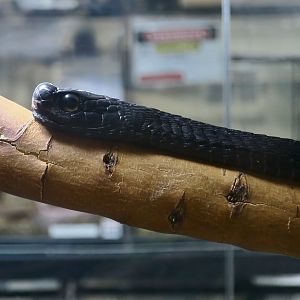 Boomslang (Dispholidus typus)