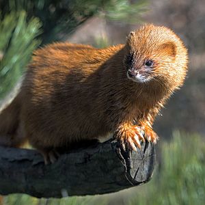 Siberian weasel