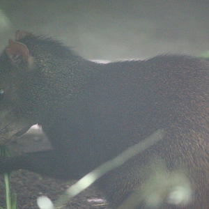 Red-Rumped Agouti