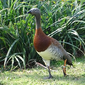 Ashy-headed goose (Chloephaga poliocephala)