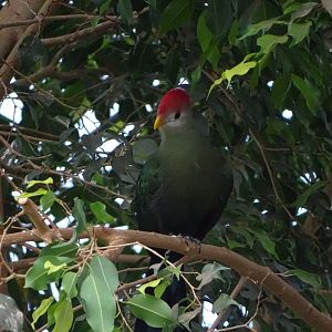 Red-crested turaco (Tauraco erythrolophus)