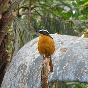 White-crowned robin-chat (Cossypha albicapillus)