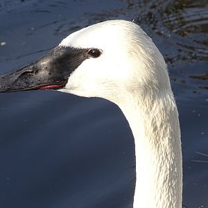 Trumpeter swan (Cygnus buccinator)