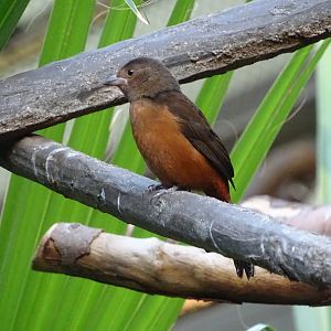 Brazilian tanager (Ramphocelus bresilia)