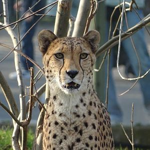 Southeast African cheetah (Acinonyx jubatus jubatus)