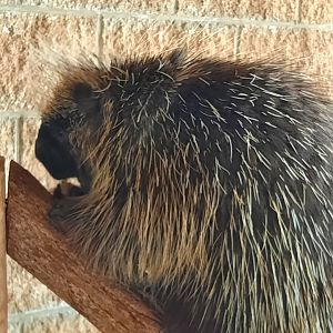 North American Porcupine