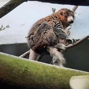 Mongoose Lemur
