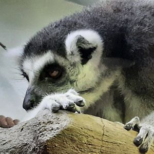 Ring Tailed Lemur