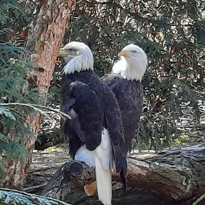 Bald Eagles