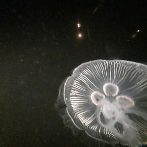 Moon Jellyfish