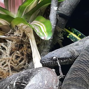 Puerto Rican Python