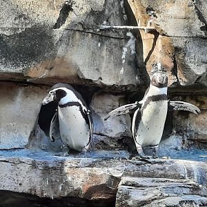 Humboldt Penguins