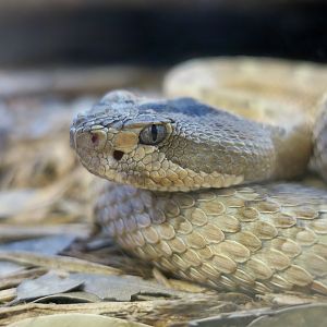 Great Basin Rattlesnake (Crotalus lutosus)