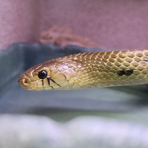 Central American Cribo (Drymarchon melanurus unicolor)