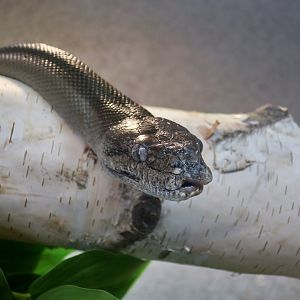 Papuan Python (Apodora papuana)