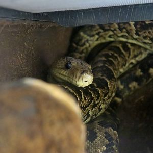 Cuban Boa (Chilabothrus angulifer)