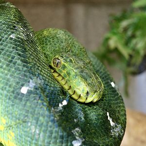 Emerald Tree Boa (Corallus caninus)
