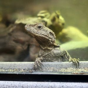 Starred Agama (Laudakia stellio)
