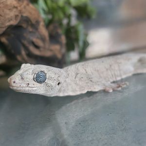 Halmahera Giant Gecko (Gehyra marginata)