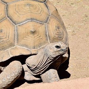 Aldabra Giant Tortoise (Aldabrachelys gigantea)