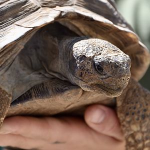 Sonoran Desert Tortoise (Gopherus morafkai)