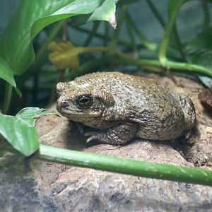 Arizona Toad (Anaxyrus microscaphus)