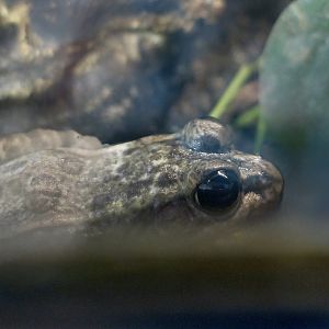 Lowland Leopard Frog (Lithobates yavapaiensis)