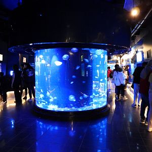 Mediterranean section