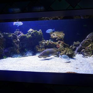 Tank at the mediterranean section