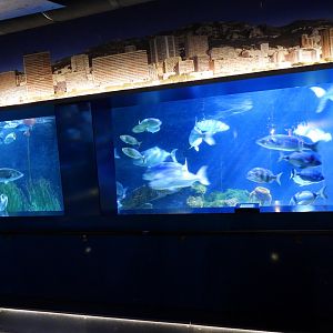 Largest tank of the mediterranean section