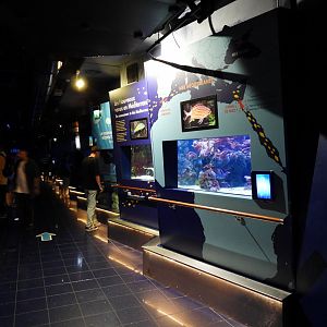 Mediterranean section