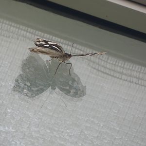 ID? - Montreal Insectarium