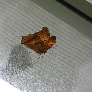 ID? - Montreal Insectarium