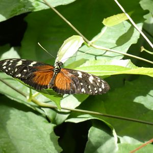 ID? - Montreal Insectarium