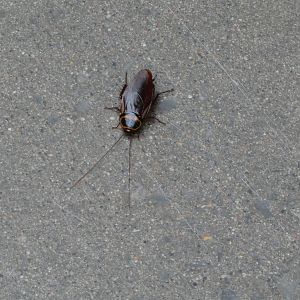 ID? - Montreal Insectarium