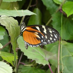 ID? - Montreal Insectarium
